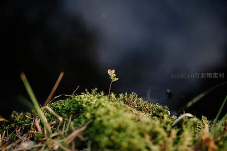微小嫩芽破土而出，点缀青苔世界