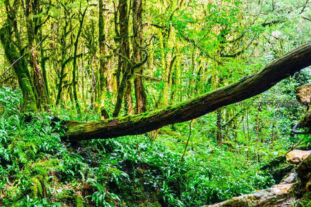 原始森林中横卧的巨木