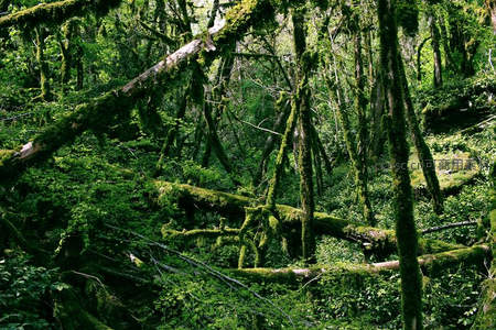 苔藓覆盖的幽深林间