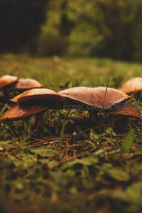 草地上簇拥的棕色蘑菇