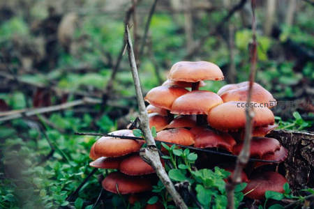 树桩上簇生的橙色小蘑菇群