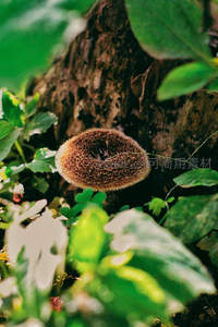 森林树桩旁的棕色菌菇特写