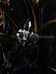 幽暗林中白色小蘑菇群生景象