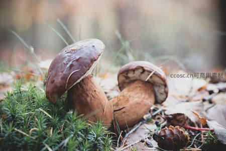 森林苔藓间两朵饱满牛肝菌特写