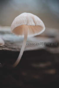 朽木之上单朵素雅小蘑菇微距