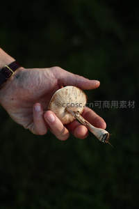 掌心采撷的自然之味