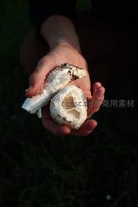 手捧新鲜采摘的白色蘑菇特写