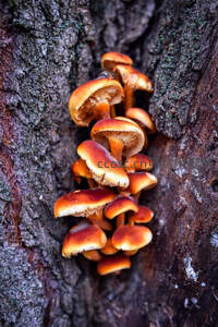 树洞里簇拥生长的橙色蘑菇