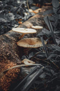 朽木之上，菌菇悄然生长