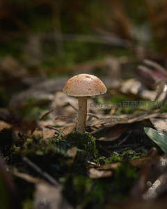 林间小菇，沐浴晨光