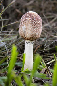 裂纹菌盖，草丛中的蘑菇