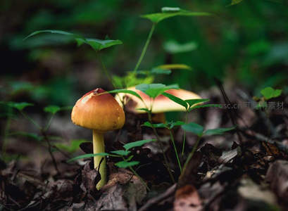 林间橙色蘑菇与绿叶相伴