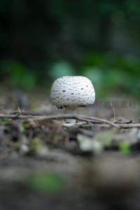 独处林间的斑点白蘑菇