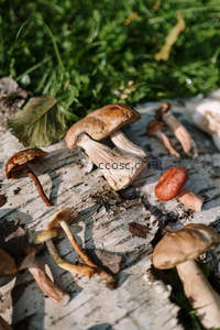 林间树桩上的野生蘑菇特写