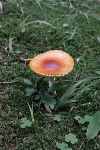 橙红菌盖点缀绿苔，清新自然野趣盎然