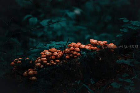 幽暗林中群生小菇，如星火般温暖闪烁