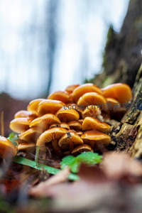 朽木之上金菇簇，秋意浓时自然美