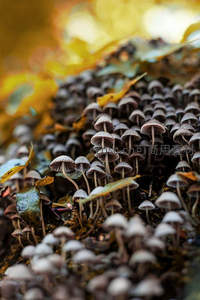 群菌密布如星雨，秋叶斑驳映幽径