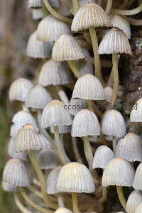 白伞成群覆朽木，纹理细腻见真章