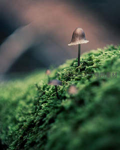 苔藓之上亭亭玉立的小伞菌
