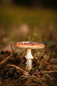 阳光下绽放的红顶白点蘑菇