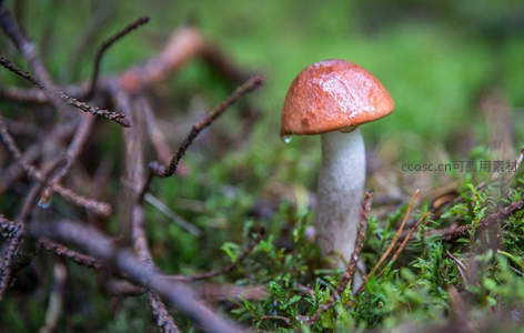 雨后林间湿润的棕色蘑菇特写
