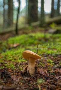 林间松针地上棕帽蘑菇