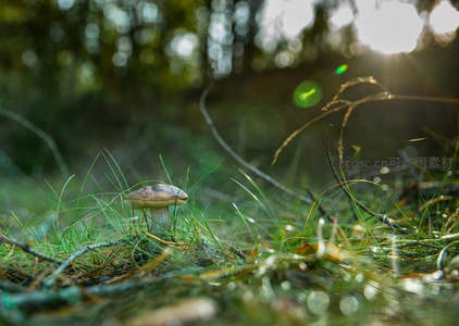晨光穿透林间照亮蘑菇