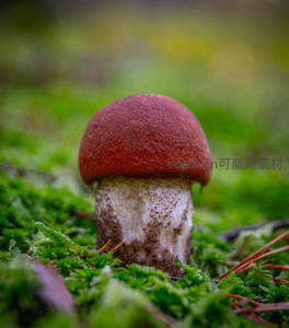 红顶白杆蘑菇特写于绿意盎然苔藓中
