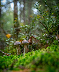林间双生蘑菇在绿苔丛中相依相伴