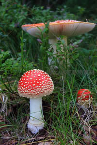 林间红伞白点毒蝇菌，自然野趣盎然