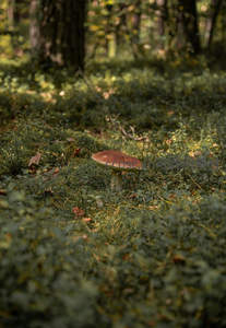 秋日森林中孤寂生长的褐色蘑菇