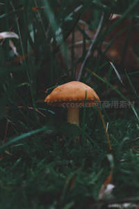 草丛中悄然生长的一朵小蘑菇