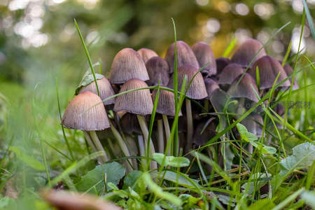 绿草丛中紫蘑菇群生特写