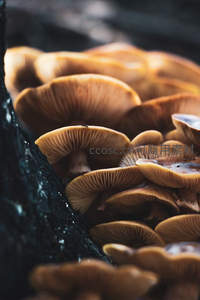 树干旁棕黄色菌群密集生长