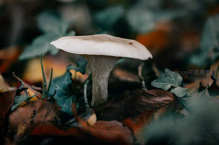 林下灰白菌菇静谧生长