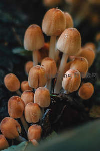 丛生小蘑菇雨后湿润特写