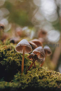苔藓之上精致小伞菇