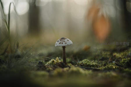 斑点小蘑菇晨雾中独舞