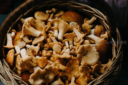 藤篮里盛满新鲜采摘的菌菇