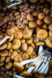 密集生长的棕色斑点蘑菇群落