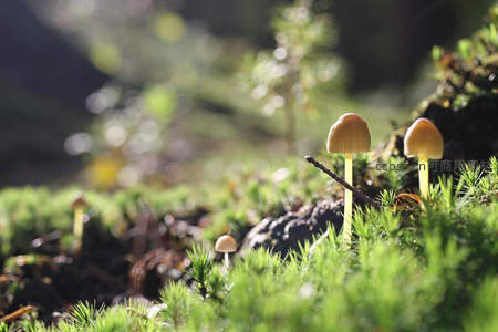 晨光中苔藓地上冒头的嫩菇