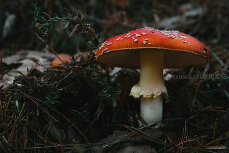 毒蝇伞红帽白点，森林警示标志