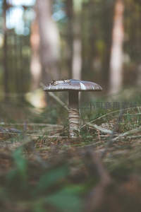 林地单株蘑菇，静谧森林一隅