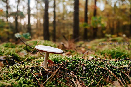 秋日森林里孤独的白色菌菇特写