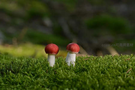 红顶白茎小蘑菇在青苔上亭亭玉立