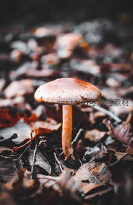 秋日林间落叶丛中的野生蘑菇特写