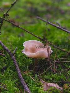 绿苔之上绽放的淡雅菌菇微距摄影