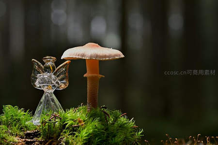 童话场景：玻璃天使与森林蘑菇相伴