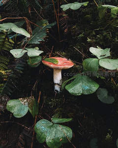 绿叶丛中红顶白杆蘑菇的静谧之美